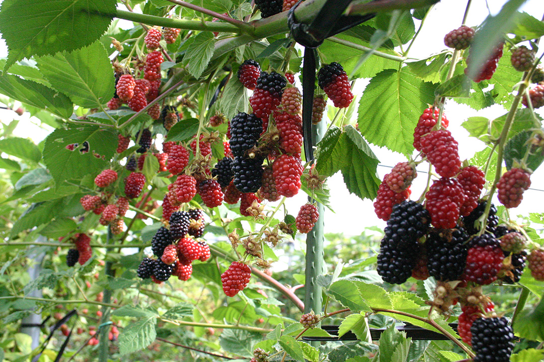 How to eat Black berries